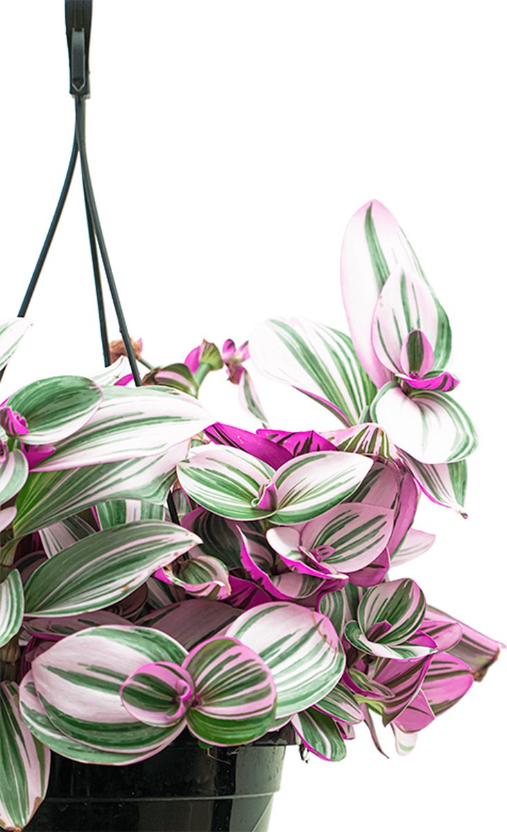 Tradescantia Albiflora Nanouk | Vaderplant