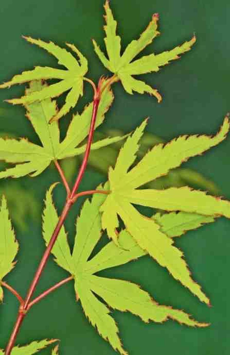 Acer Palmatum 'Anne Irene' - Japanse Esdoorn - Hoogte 40/50 Cm - 19cm Ø Pot - Bladkleur: Goud Geel