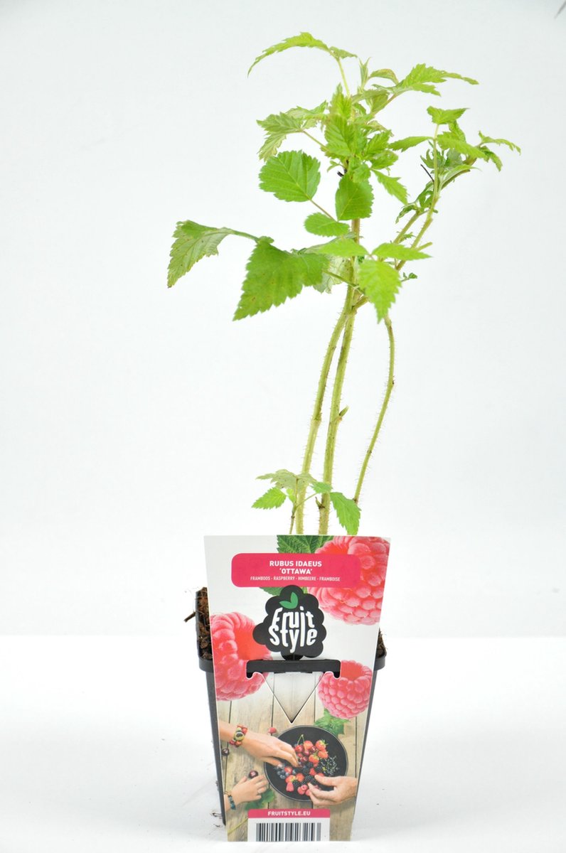 Mini Fruitplanten Mix - Set Van 6 Verschillende Soorten Fruit - Hoogte 30-40 Cm