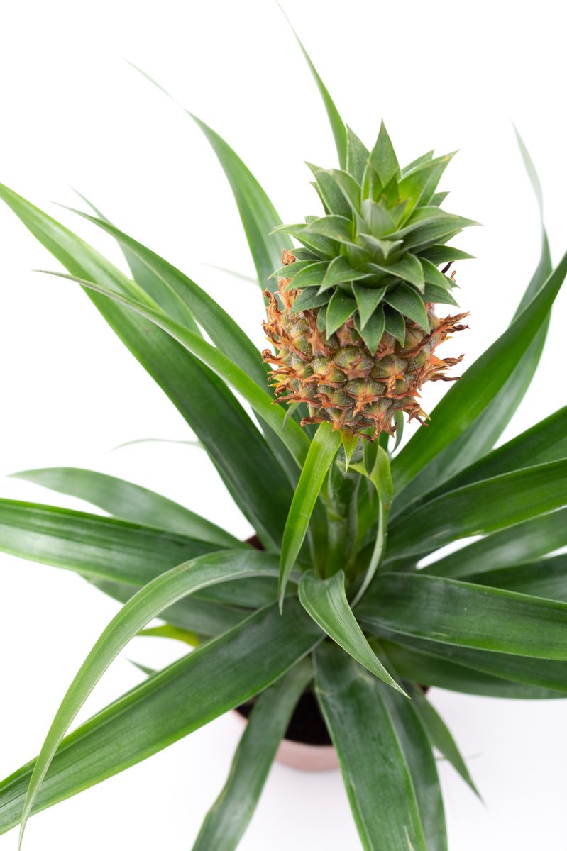 WL Plants - Ananasplant - Ananas Comosus - Kamerplanten - Bromelia - Anti Snurk - Zeer Luchtzuiverend - Gemakkelijk Te Verzorgen - ± 45cm Hoog – 12 Cm Diameter - In Kweekpot