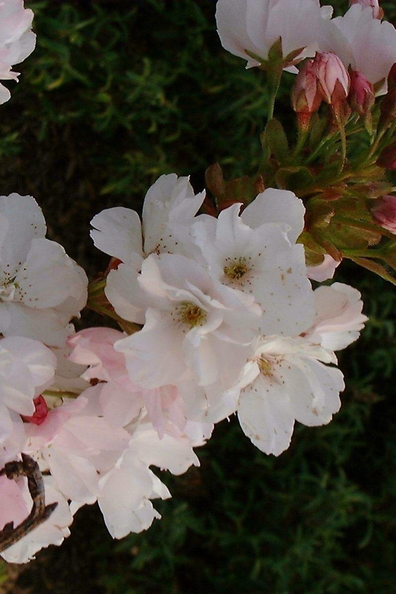 Jonge Zuilvormige Japanse Sierkers Boom | Prunus Serrulata 'Amanogawa' | 100-150cm Hoogte