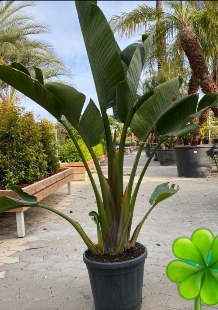 Strelitzia Augusta 155 Cm De Grove, Ruige Soort Met Dikker Blad Zo Uit Het Buitenland.