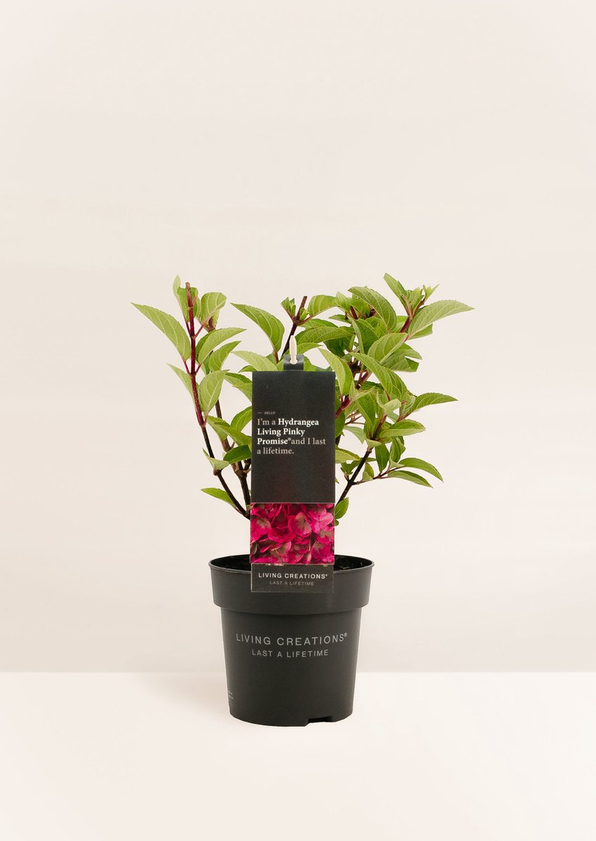Hydrangea Paniculata Living Pinky Promise®