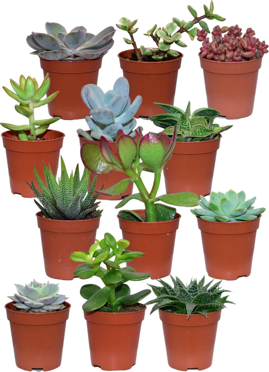 ZynesFlora - Mini Succulenten Mix - 12 Stuks - Ø 5,5 Cm - Hoogte: 5-10 Cm - Vetplant - Kamerplant