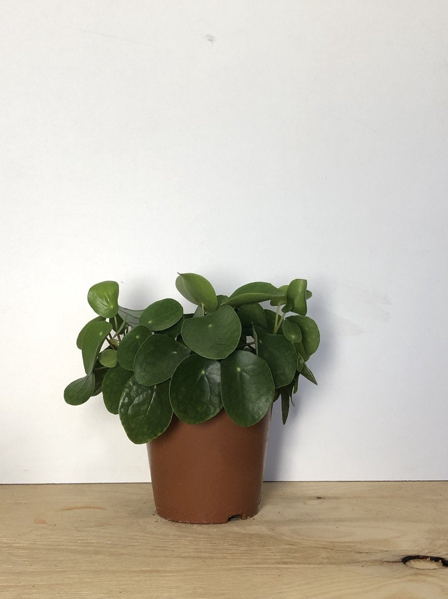 Merkloos Pannenkoekplant - Pilea Peperomioides - P12