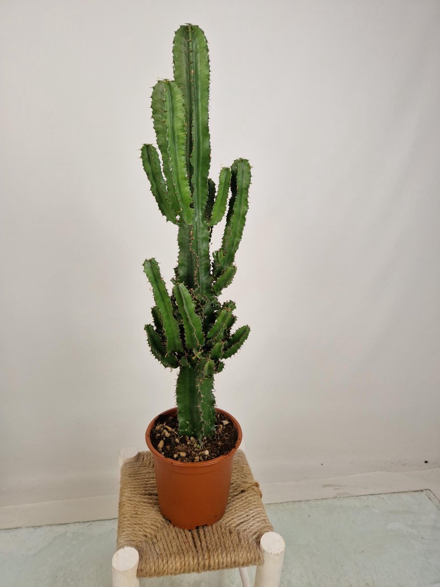 Merkloos Euphorbia Erytrea - Cowboy Cactus - Potmaat 19 Cm - Planthoogte 75 Cm Plants By Suus