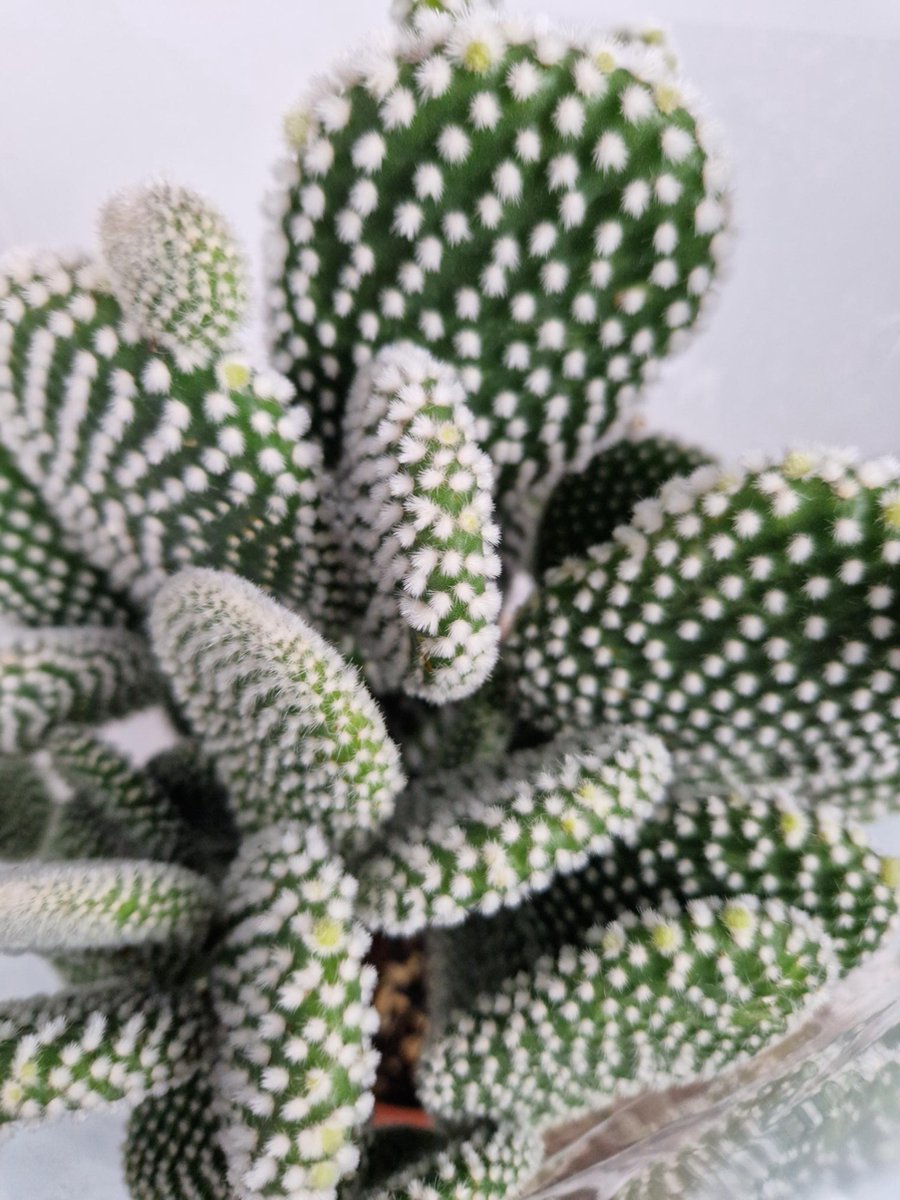 Merkloos Opuntia Microdasys Wit 'Alba' - Konijnenoor Cactus - Potmaat 17 Cm - Planthoogte 35 Cm - Plants By Suus
