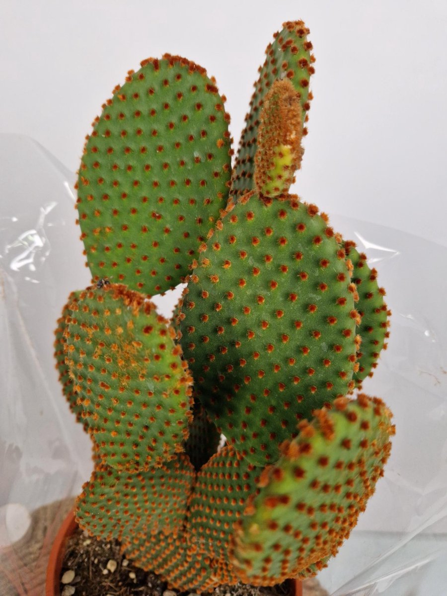 Merkloos Opuntia Microdasys - 'Konijnenoor Cactus' - Oranje 'Rufida' - Potmaat 17 Cm - Planthoogte 35 Cm - Plants By Suus