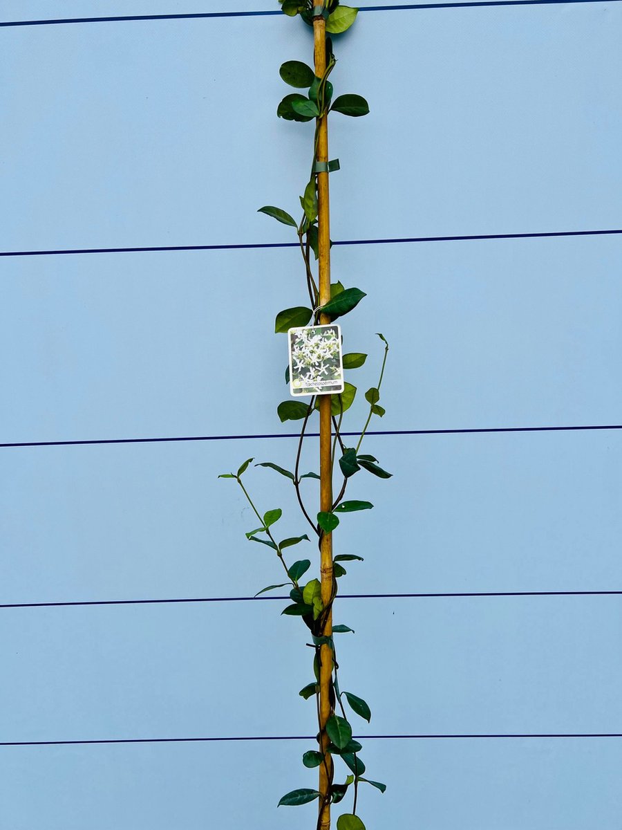 Toscaanse Jasmijn - Klimplant - Buitenplant - Winterhard - Trachelospermum Jasminoides 160 Cm