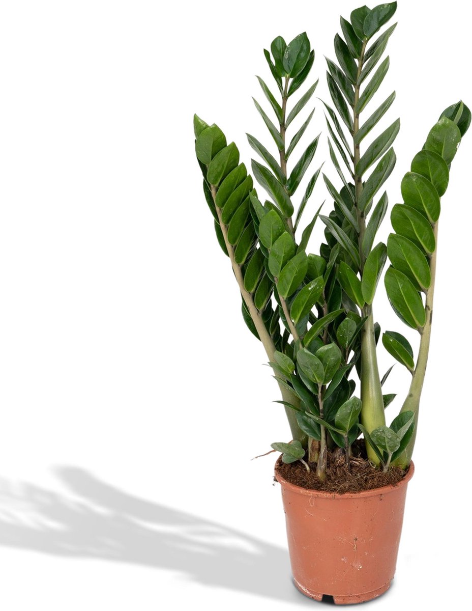 Zamioculcas Zamiifolia - Emerald Palm - 50cm