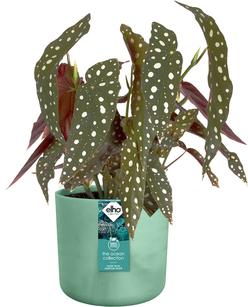 Elho The Ocean Collection Round 22cm - Bloempot Voor Binnen - 100% Gerecycled Materiaal - Gemaakt Met Zeeafval - Ø 22.3 X H 20.4 Cm - Pacifisch Groen
