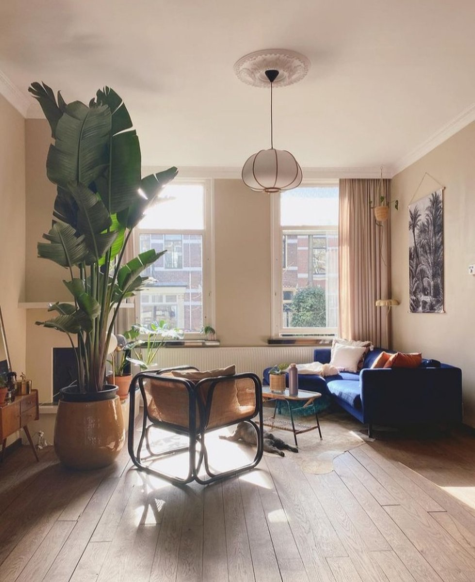 Plant Strelitzia - 200 Cm