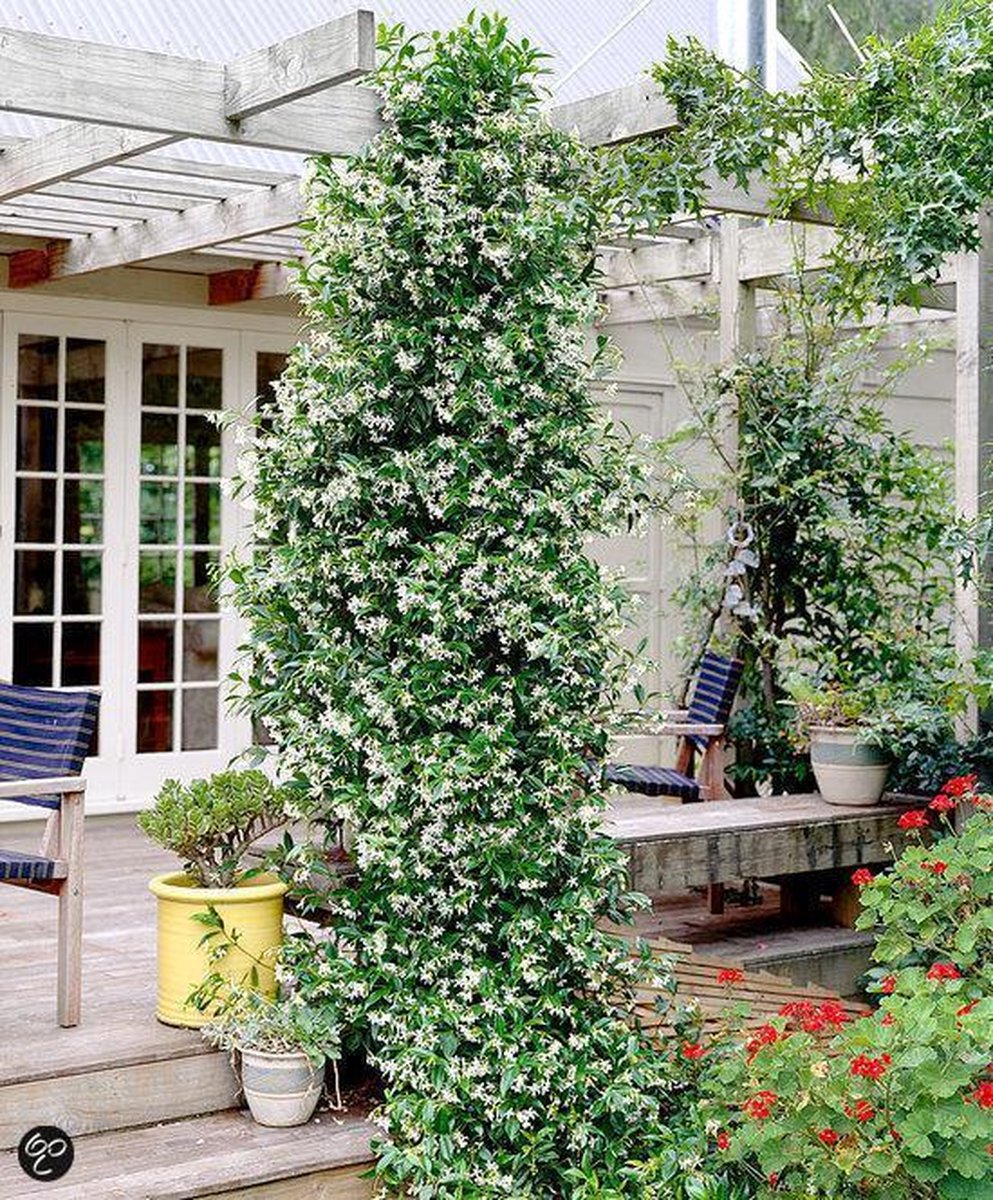 Witte Toscaanse Jasmijn (Sterjasmijn) - Klimplant | Wit - Groenblijvend / Wintergroen En Winterhard - ClematisOnline | 1,5 Liter Pot - Deze Jasmijn Plant Kan Gecombineerd Worden Met Andere Klimplanten Zoals Clematis Of Rozen In Bijv. Een Klimrek