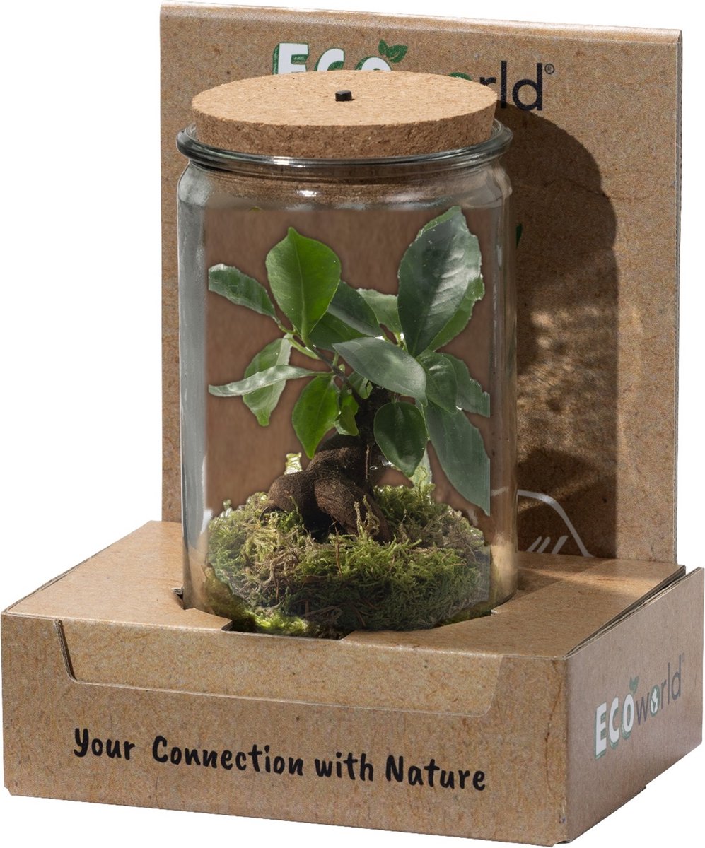 Ecosysteem Plant Met Lamp -Ecoworld Weck Glas Met Lamp + 1 Mini Bonsai Ficus Ginseng - Ø10,5 Cm - Hoogte 21 Cm