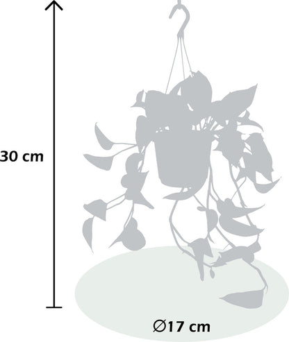  WL Plants - Epipremnum Aureum - Drankenklimop - Hangplant - Hangplanten Voor Binnen - Kamerplanten - Ook Geschikt Als Klimplant - Gemakkelijk Te Verzorgen - ± 30cm Hoog - 17cm Diameter - In Kweekpot