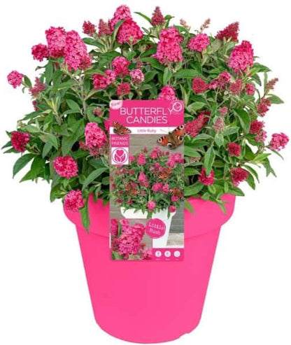 Merkloos 2x Buddleja Davidii Butterfly Candy ´Little Ruby´ – Dwergvlinderstruik In C3 Liter Pot