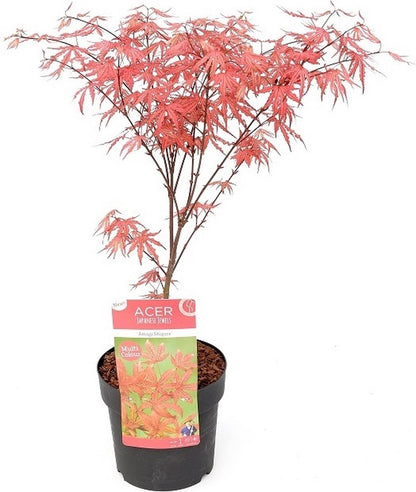  Plant In A Box - Acer Palmatum 'Amagi-shigure' - Japanse Esdoorn Winterhard - Pot 13cm - Hoogte 30-40cm