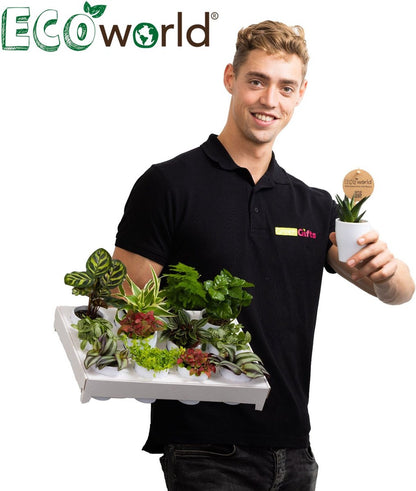  Ecoworld Mini Cactussen - 5 Stuks - Ø 6 Cm - Hoogte 8-15 Cm