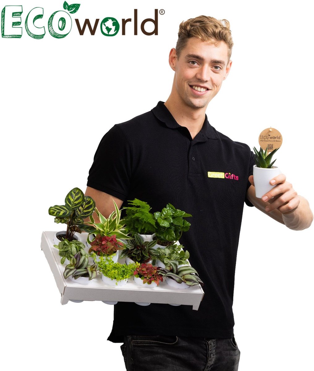  Ecoworld Mini Varen Plantjes Mix - Inclusief Mini Planten Potjes - 5 Stuks - Ø 6 Cm Hoogte 8-15 Cm