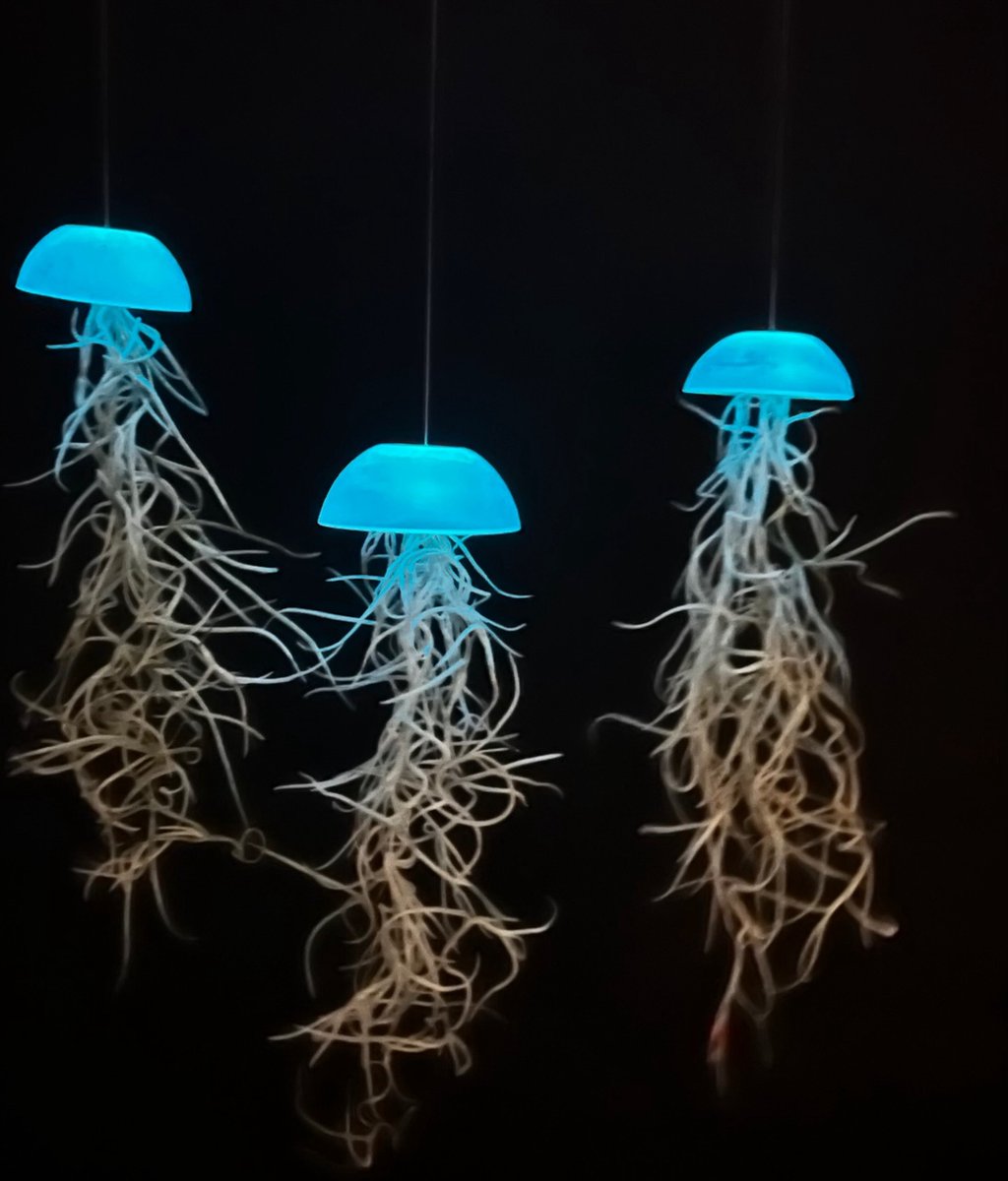  Prachtige Set Van 3 Glazige Glow-in-the-dark Jellyfish Luchtplantjes Met Spaans Mos/levende Planten/tillandsia/airplants/kamerplant/huis/wooninspiratie/origineel Kado/hangende Plant/cadeau/kwal/zee/strand/voor Haar/voor Hem/woonkamer/huis/moederdag