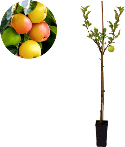  Voedselbos Pakket - 20 Fruitplanten - Op 25m2 Wildplukken! - Permacultuur - Moestuin - Voordeelpakket