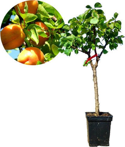  Prunus Armeniaca - Mini-abrikoos - Dwerg Abrikozenboom - 5 Liter Pot -70cm