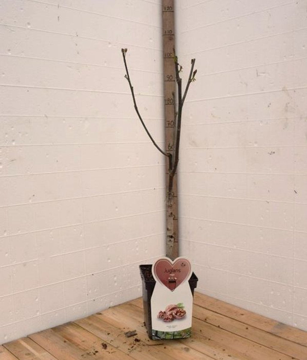  Walnotenboom- Fruitboom- 120 Cm Hoog- Potgekweekt- Professioneel Telersras