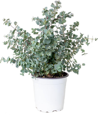  Eucalyptus Gunnii - Gomboom - Heester - Groenblijvend - ⌀17 Cm - 40-50 Cm
