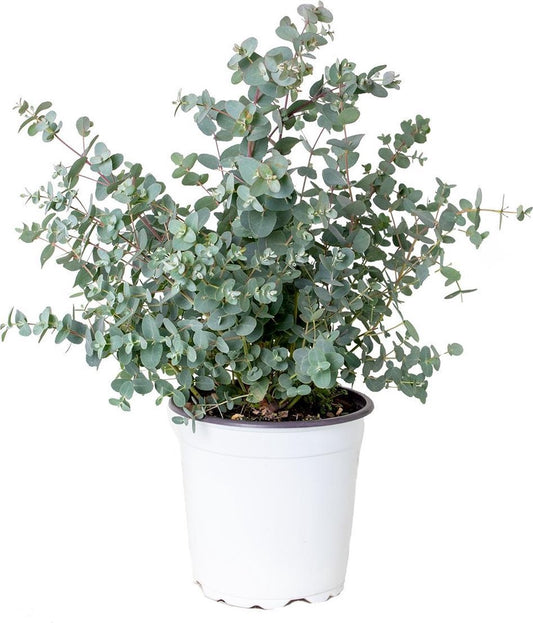  Eucalyptus Gunnii - Gomboom - Heester - Groenblijvend - ⌀17 Cm - 40-50 Cm