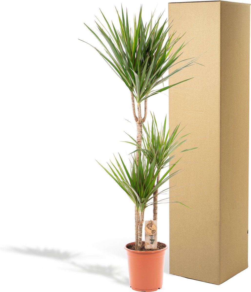  XXL Dracaena Marginata, Drakenbloedboom - 120cm Hoog, ø21cm Potmaat - Grote Kamerplant ,Tropische Palm - Vers Van De Kwekerij, Luchtzuiverend, Makkelijke Verzorging