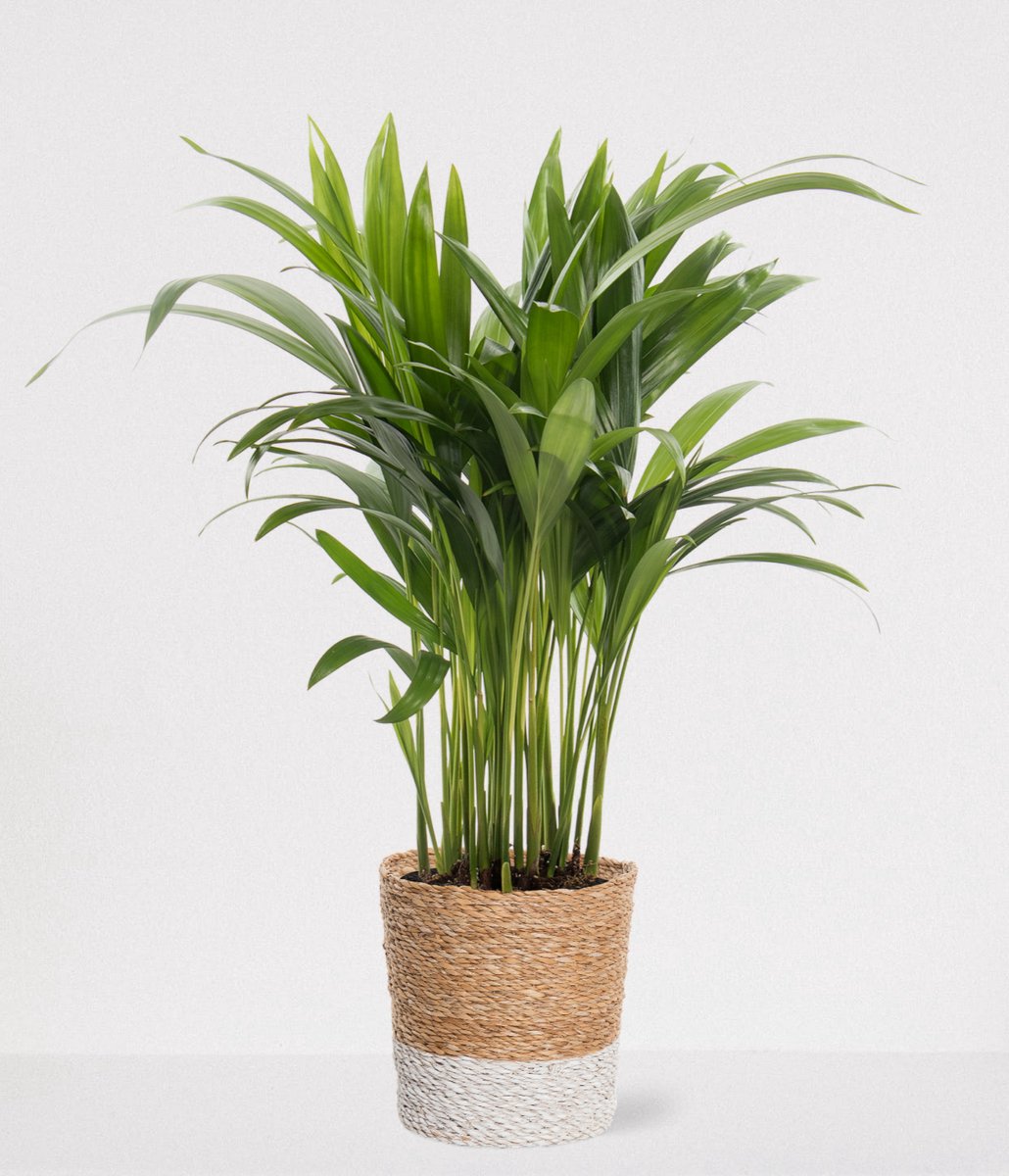  Areca In Siermand Amber Wit – Luchtzuiverende Kamerplant – Eenvoudig Te Onderhouden Goudpalm - ↕35-50cm - Ø13 – Geleverd Met Plantenpot – Vers Uit De Kwekerij