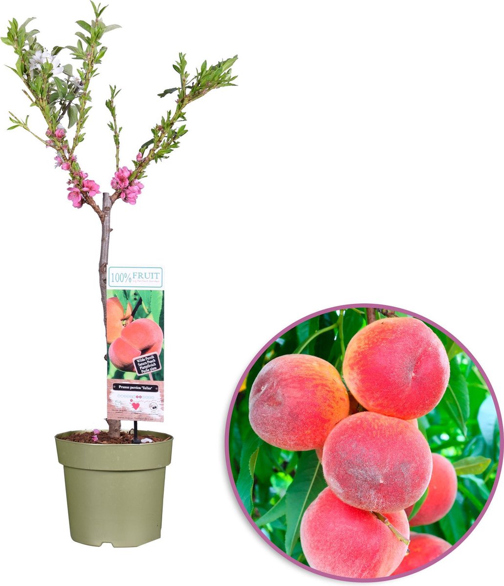  Perzikboom, Prunus Persica Patiobomen ‘Perzik', Zelfbestuivend, Winterhard