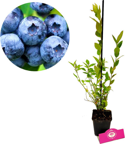  Set Van 3 Blauwe Bessen - Vaccinium Corymbosum – Hoogte 30cm – 9cm Pot – Mix A