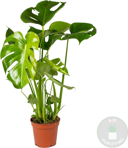  Monstera Deliciosa - Gatenplant - Kamerplant - Luchtzuiverend - ⌀17 Cm - 50-60 Cm