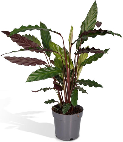  Calathea Rufibarba - 50cm