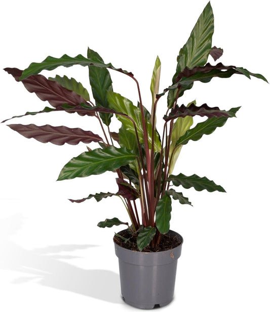  Calathea Rufibarba - 50cm
