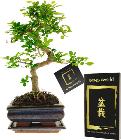  Bonsaiworld Bonsai Boompje - 8 Jaar Oud - Hoogte 25-30 Cm + Bonsai Verzorgingsboekje