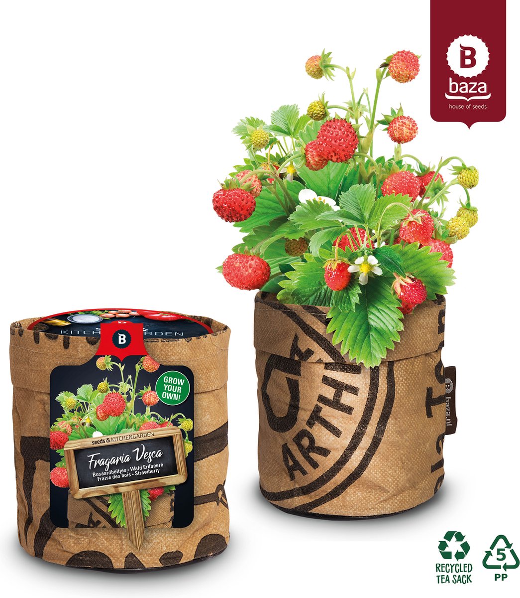  Van 32,95 Voor 24,95 3 Stuks Moestuin Kweekset Aardbei, Tomaat Paprika GRATIS VERZENDING