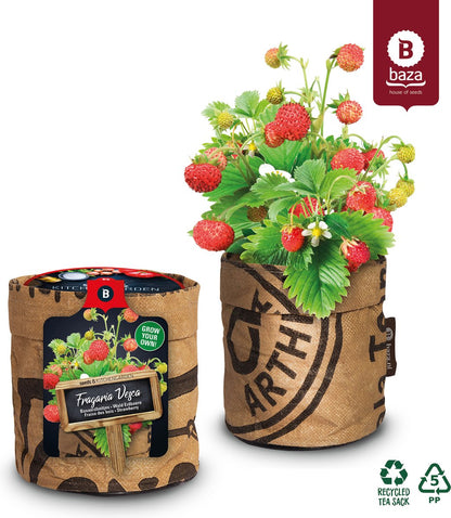  Van 32,95 Voor 24,95 3 Stuks Moestuin Kweekset Aardbei, Tomaat Paprika GRATIS VERZENDING