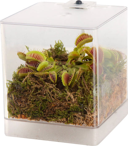  Swampworld Mini Terrarium Met LED Lamp - Vleesetende Plant - 1 Venus Vliegenvanger + Handige Watermeter - L12xB12xH15 Cm
