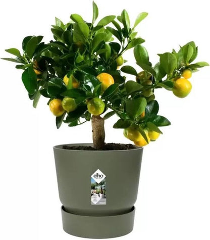  Elho Greenville Rond 30 - Grote Bloempot Voor Buiten - Gemaakt Van Gereycled Plastic - Ø 29.5 X H 27.8 Cm - Blad Groen