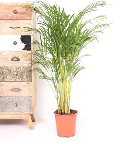  Areca Palm 110 Cm Hoog - 21cm Potmaat - Grote Kamerplant - Dypsis Lutescens