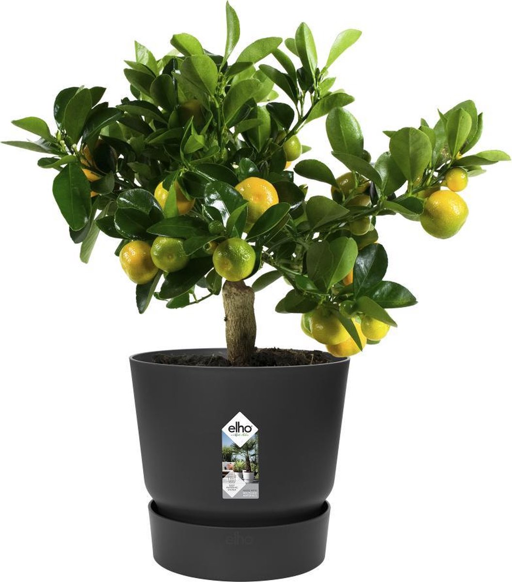  Elho Greenville Rond 30 - Grote Bloempot Voor Buiten - Gemaakt Van Gereycled Plastic - Ø 29.5 X H 27.8 Cm - Living Black