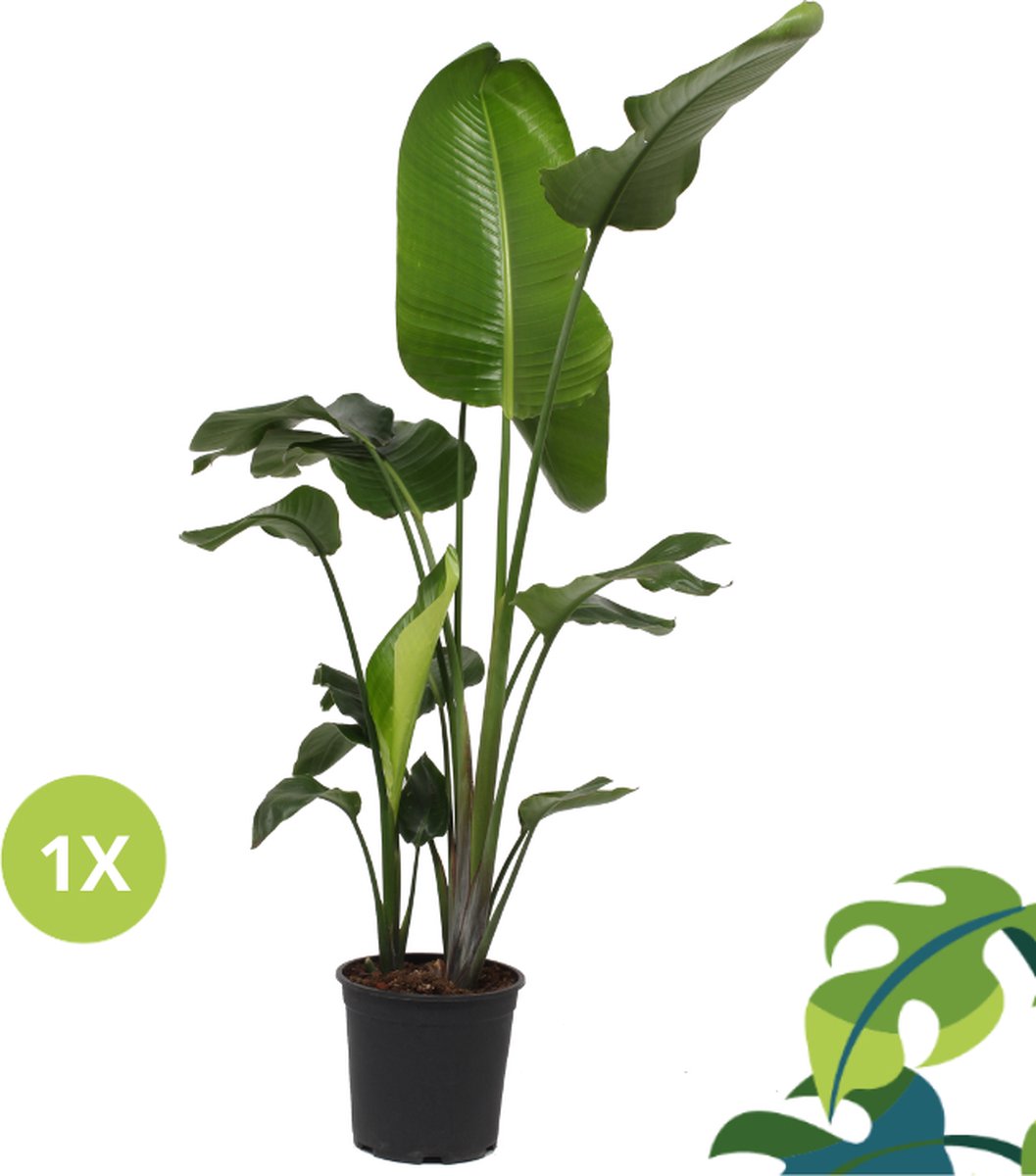  Strelitzia Nicolai - 180cm