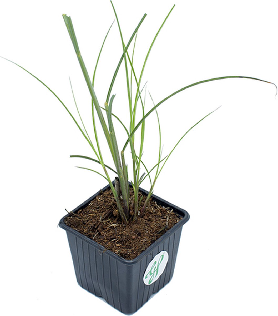GP 12 X Prachtriet Gracillimus - Winterhard Siergras - Miscanthus Sinensis 'Gracillimus' In 9x9cm Pot Met Hoogte 5-10cm