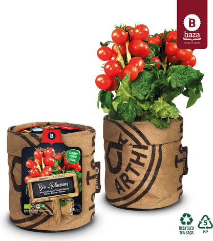  Van 32,95 Voor 24,95 3 Stuks Moestuin Kweekset Aardbei, Tomaat Paprika GRATIS VERZENDING