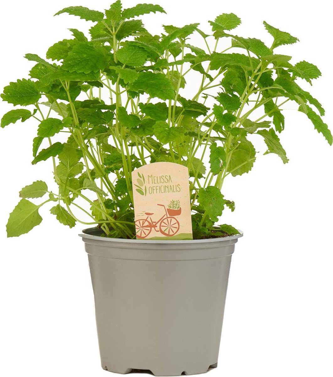  Mix Van 6 Italiaanse Kruidenplanten / The Herbs Family