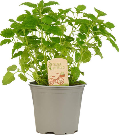  Mix Van 6 Italiaanse Kruidenplanten / The Herbs Family