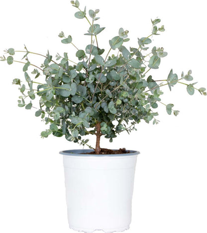  Eucalyptus Gunnii - Gomboom - Heester - Groenblijvend - ⌀14 Cm - 25-35 Cm