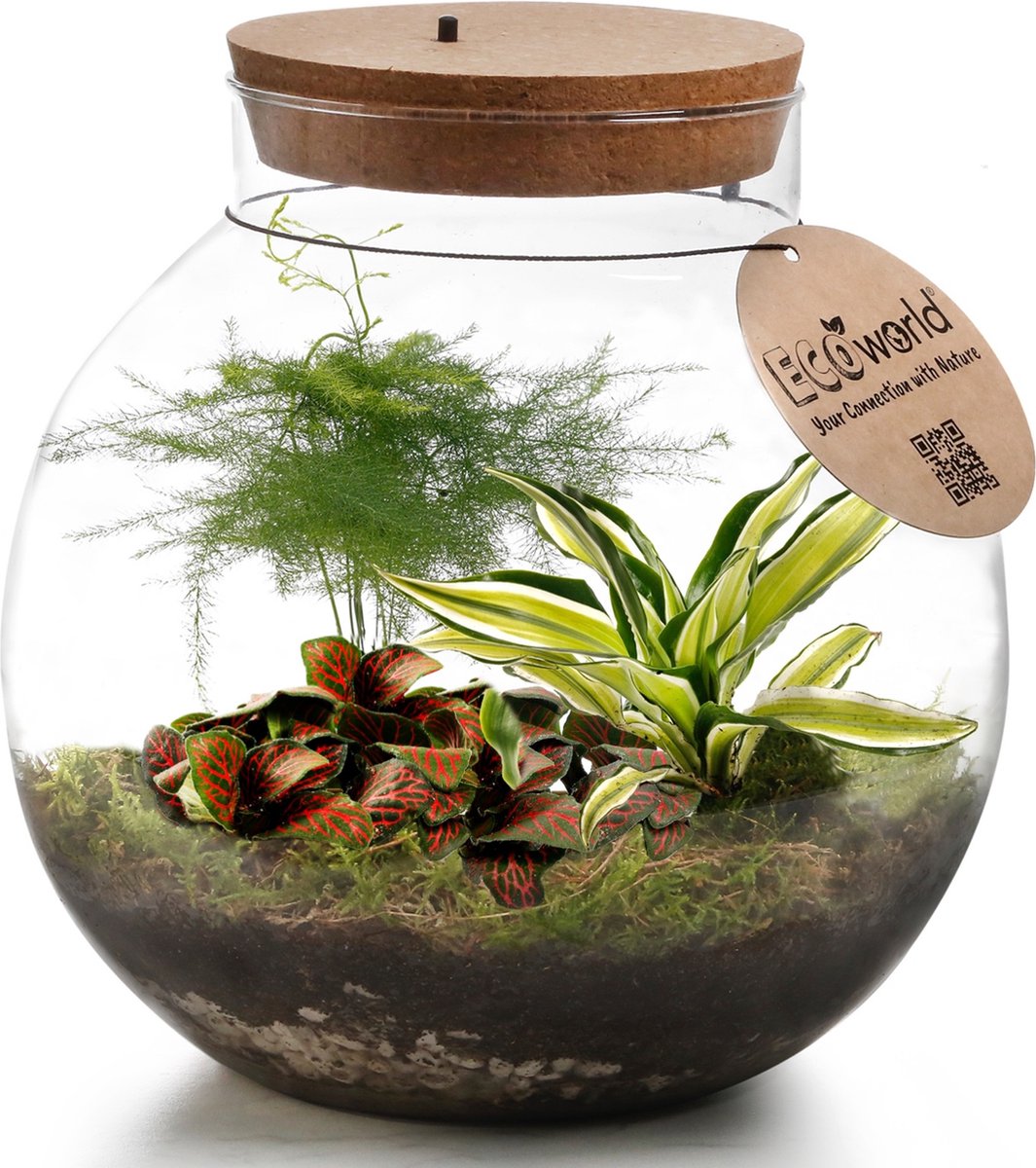  Ecosysteem Plant Met Lamp - Ecoworld Tropical Biodome - Plant In Glazen Bol - 3 Gekleurde Kamerplanten Planten - Bolvormig Glas - Hoogte 25 Cm